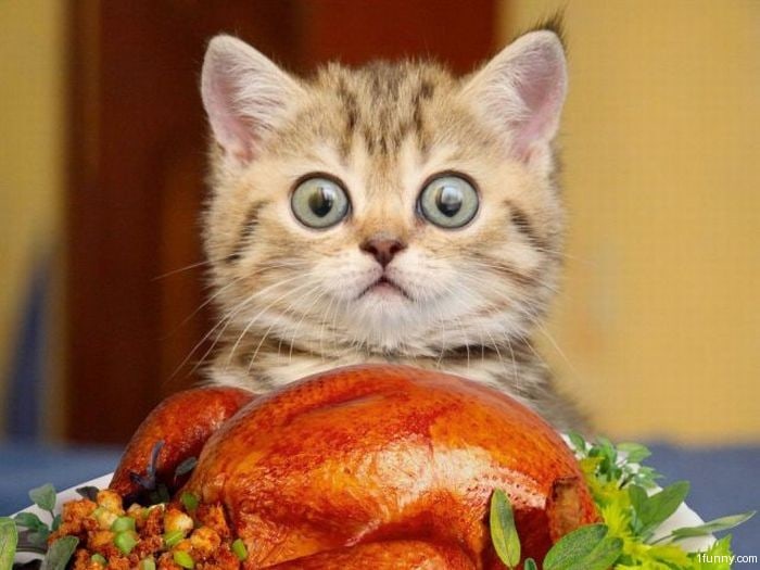 thanksgiving-cats-turkey-kitten-stuffing-lolcat