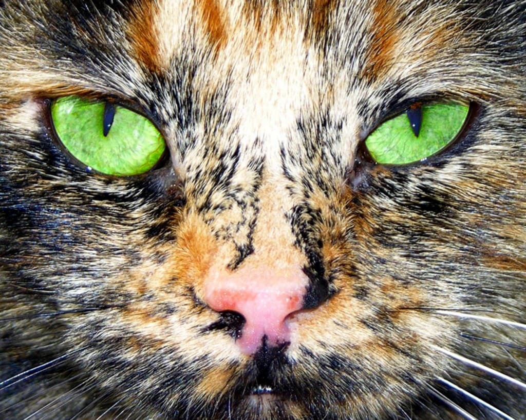 Freckleface Tortoiseshell hear2heal dot com Sindi Short