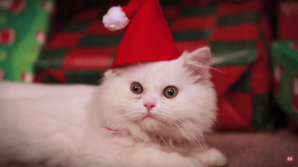 Kitten stole Christmas