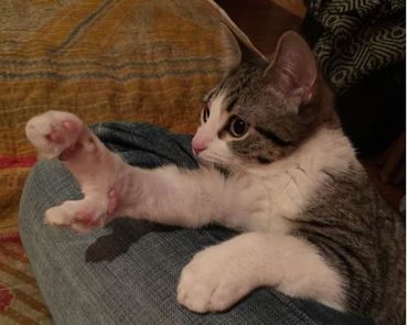 source: lobstah_the_cat