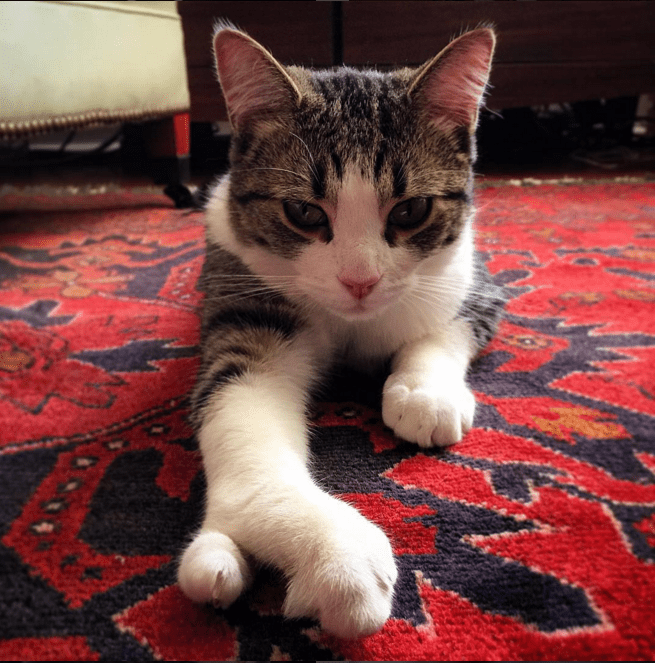 Source: lobstah_the_cat