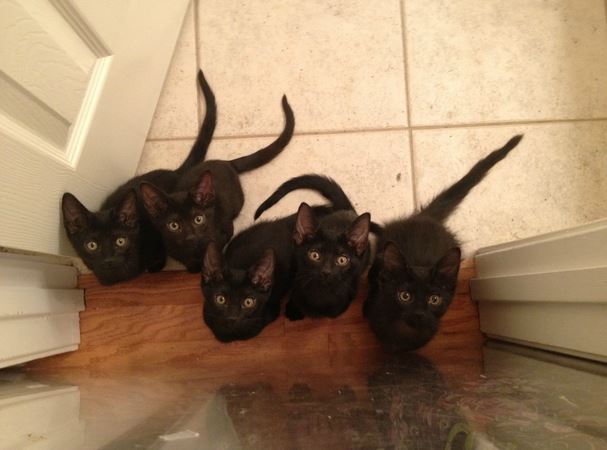 Walmart mama cat & kittens rescue