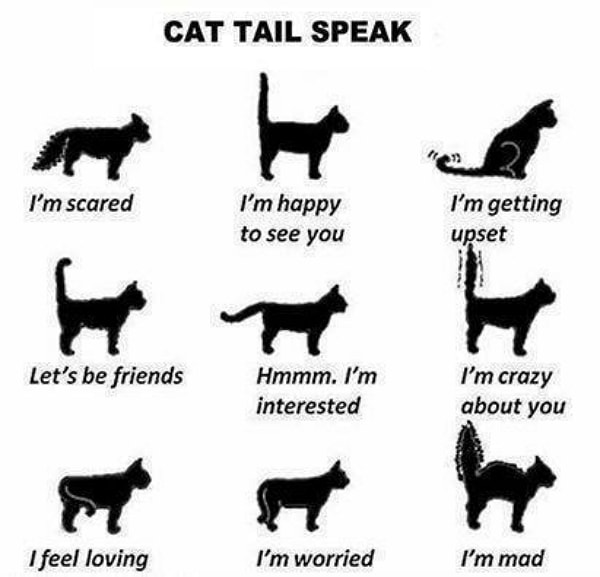 cat tail speak