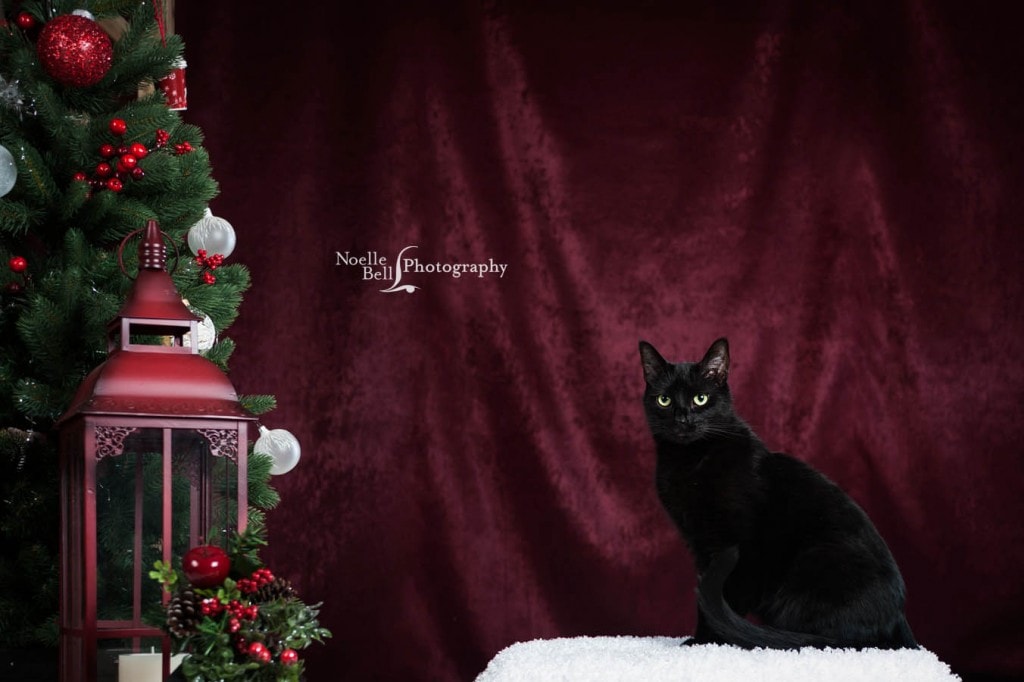 holiday-portraits-noelle-bell-photography-knoxville-tn-christmas-pictures-holiday-pet-portraits-cats-tuxedo-black-cat_0006-1b
