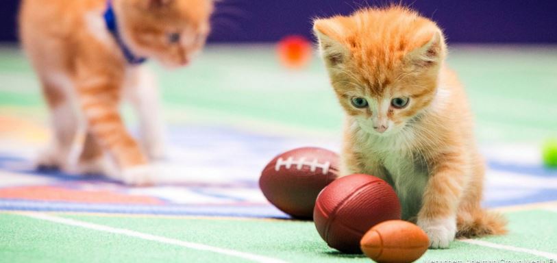 Kitten Bowl 2016 - Life With Cats