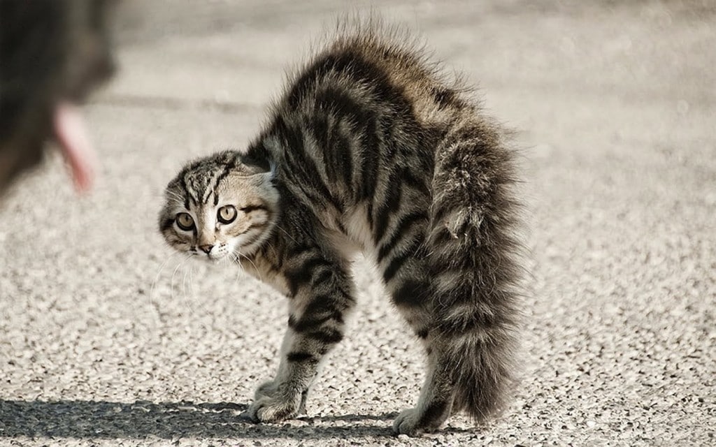 Is There Truth in the Tail? - Life With Cats