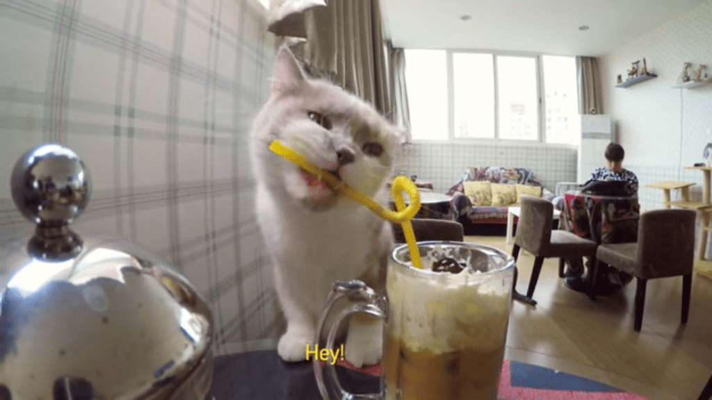 An Inside Look at a Shanghai Cat Cafe - Life With Cats