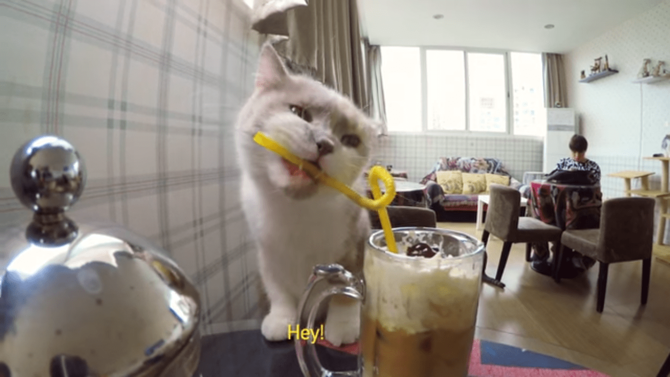 An Inside Look at a Shanghai Cat Cafe Life With Cats