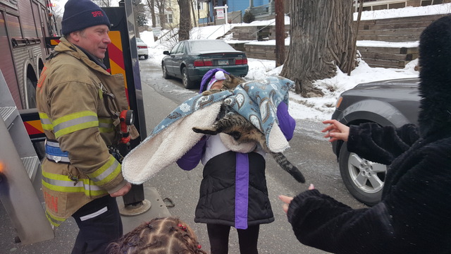 St. Paul cat rescue from tree 1 (1)