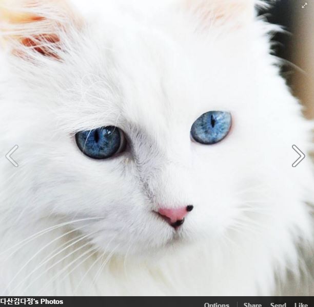 cute white cat with blue eyes