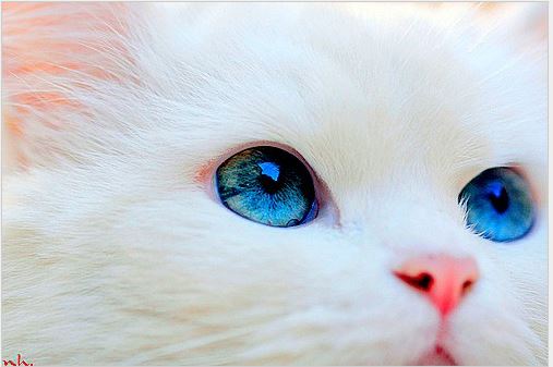 cute white cat with blue eyes