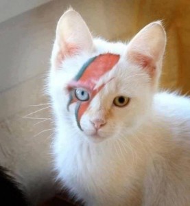 Bowie kitten