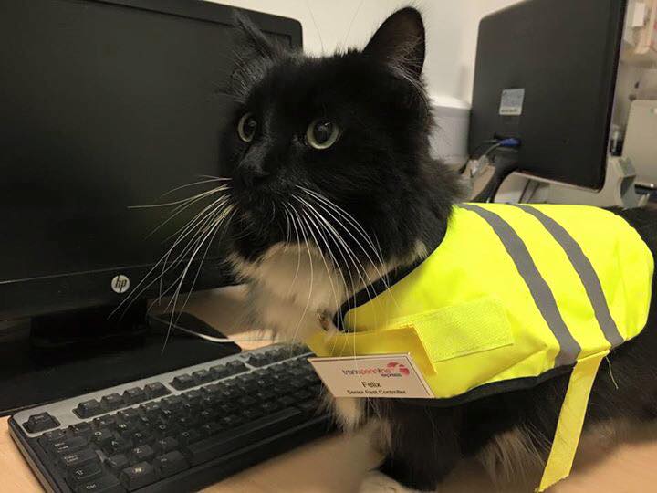 Image source: Felix the Huddersfield Station Cat via Facebook