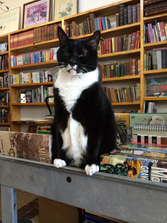 Page the Book Store Cat