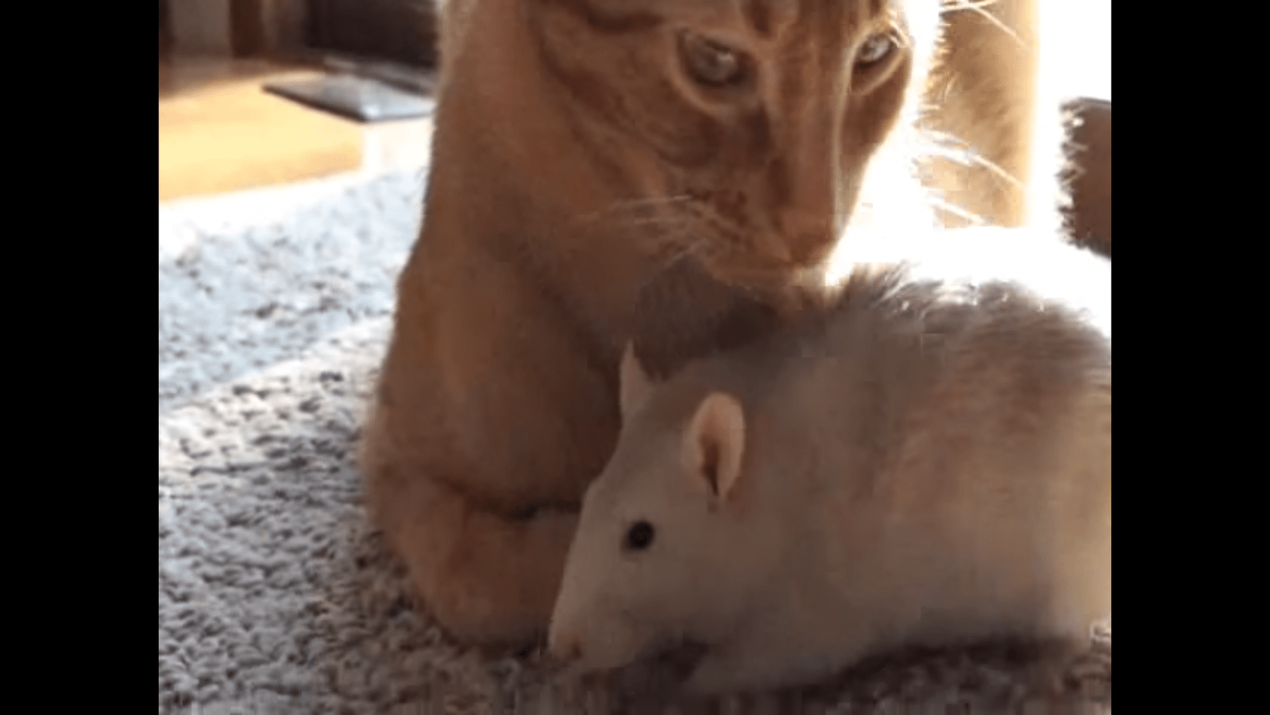 Rescue Cat And Pet Rat Become Best Friends Life With Cats