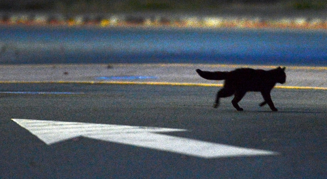 A black cat walks across the street near the railroad tracks in Antioch, Calif., Wednesday, Nov. 12, 2014. (Susan Tripp Pollard/Bay Area News Group)