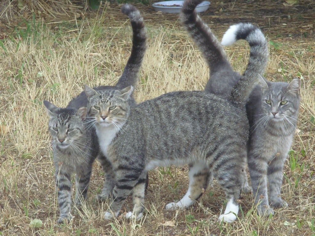 tabby-colony feral brooklyn backstretch dot com