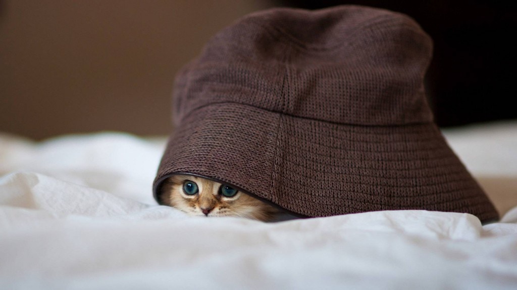 hiding UNDER HAT PETBUKET DOT COM