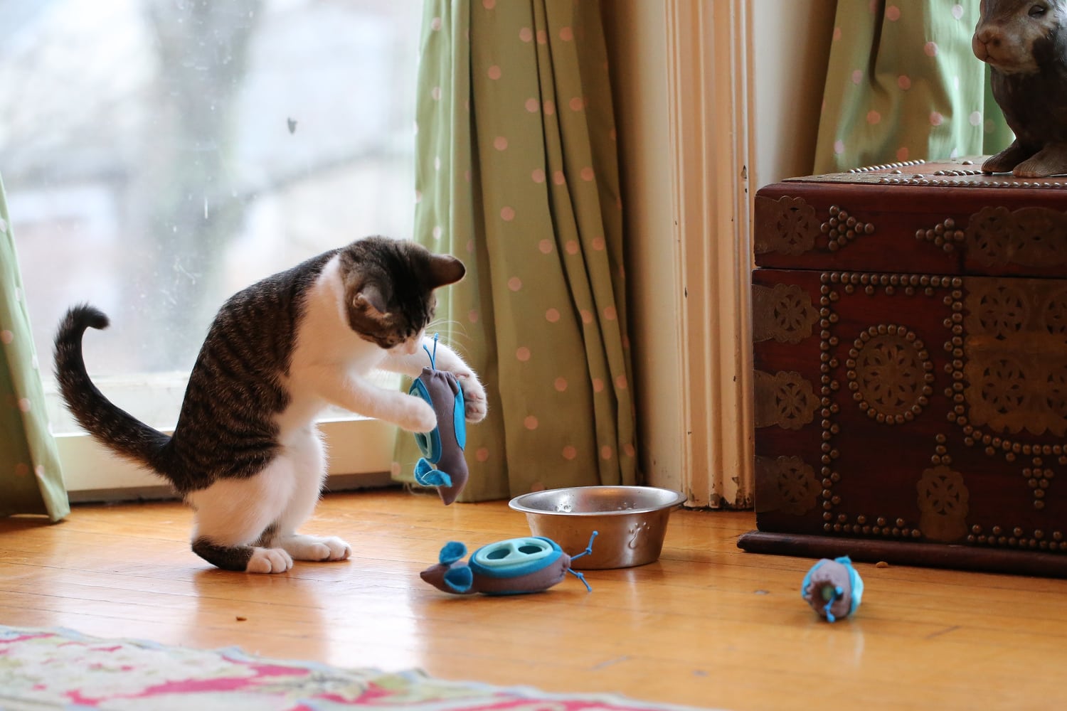 New Feeding System Could Bring Out the Natural Hunter In Your Cat