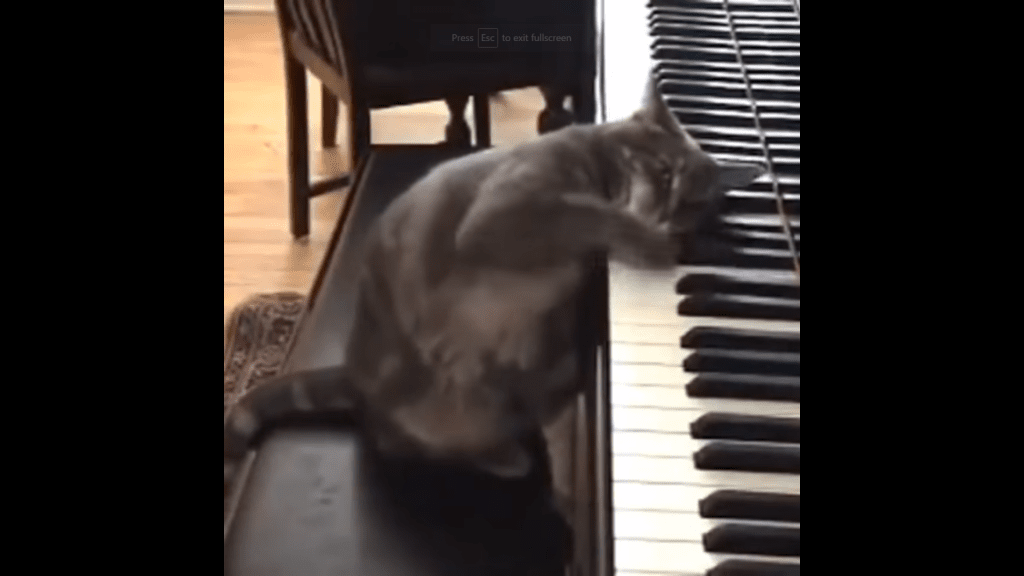 cat piano
