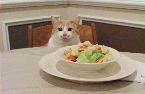 cat salad 2