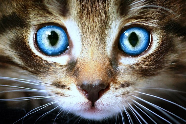 Cats Eyes Are Windows to Health - Life With Cats