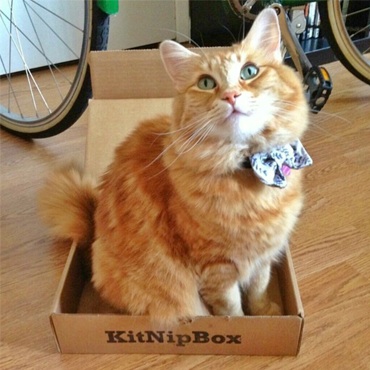 kitnipbox 1