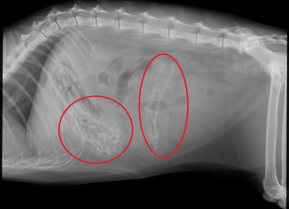 kittitie xraykitty