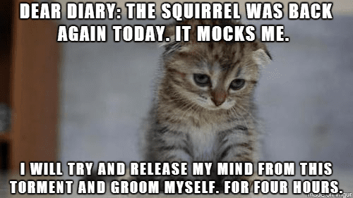 sad cat diary 3
