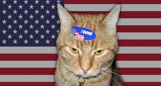 voting cat