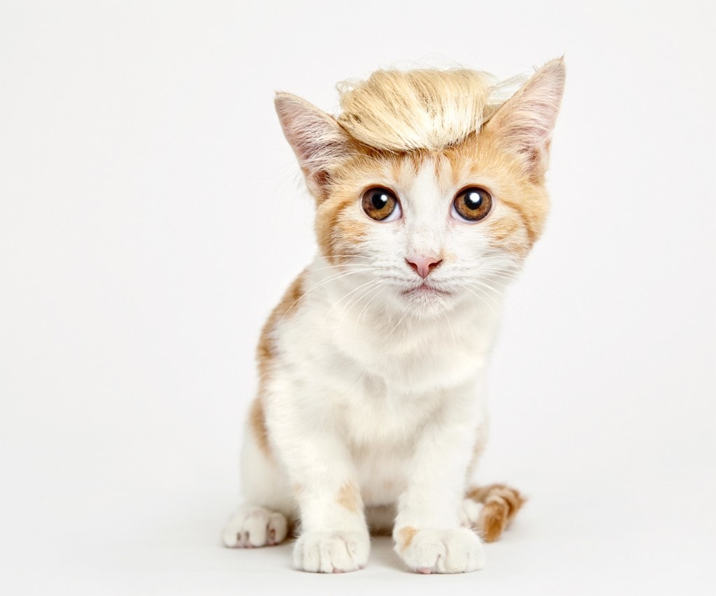 Fishman-CatsHats Trump