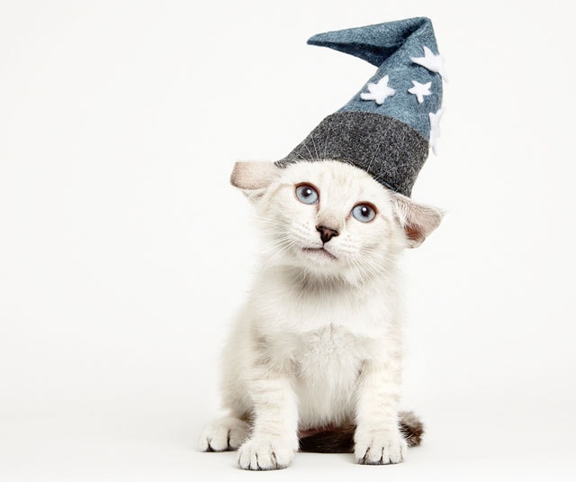 Cats In Hats