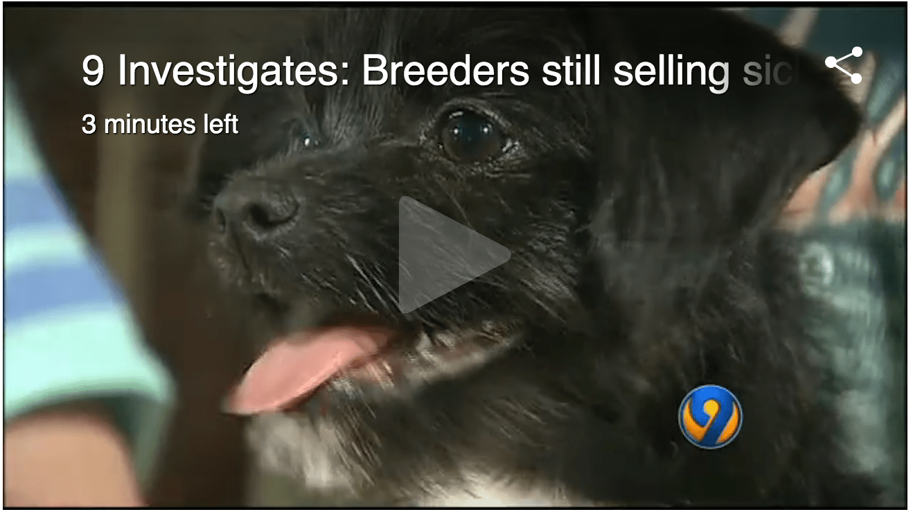 Craigslist San Diego Pets - petfinder