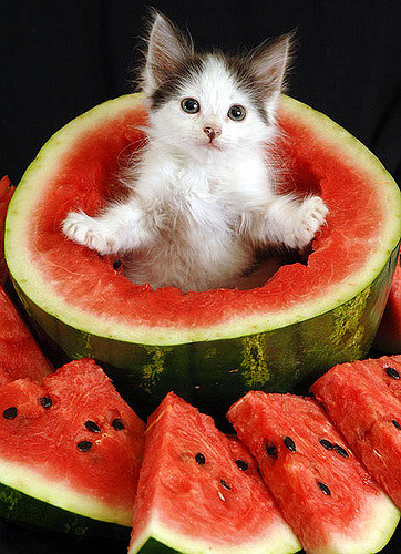 Watermelon Kitten by Jay Town