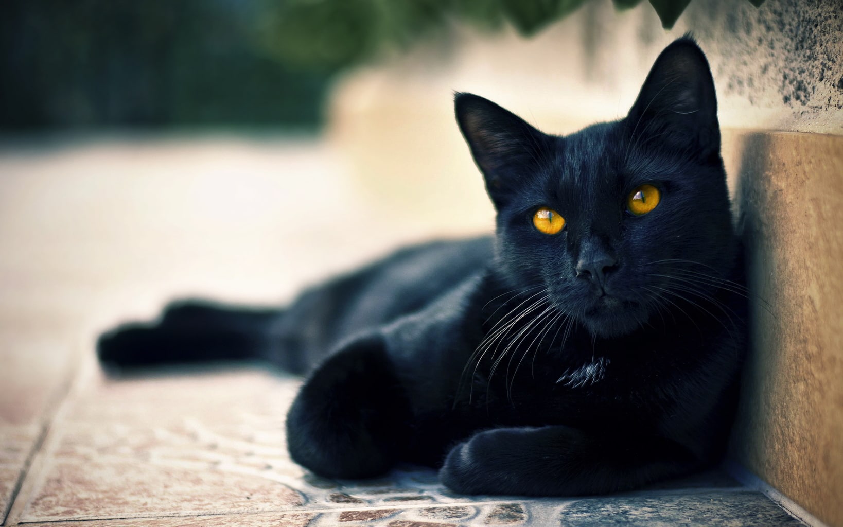 Furball Fables Present Black Cats Are Cool Life With Cats