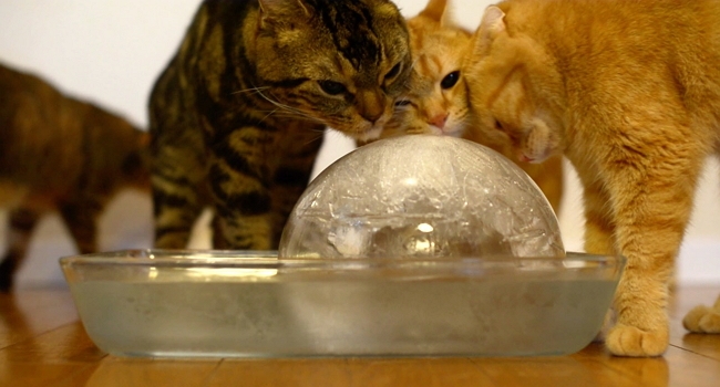 cats & ice ball