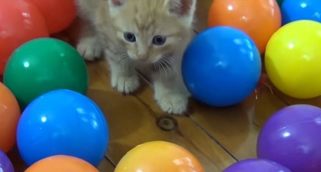 kitten and ball pit