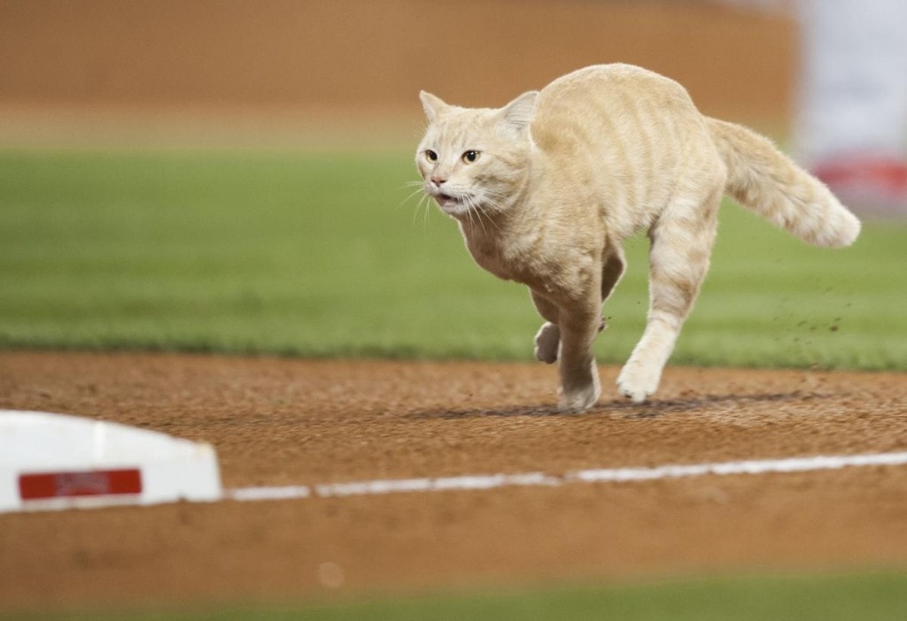 A stadium cat runs across the field during the Angels game against the St. Louis Cardinals Thursday at Angel Stadium. ADDITIONAL INFO: angels.0405.kjs --- Photo by KEVIN SULLIVAN / Orange County Register -- 5/12/16 The Los Angeles Angels take on the St. Louis Cardinals Thursday at Angel Stadium.