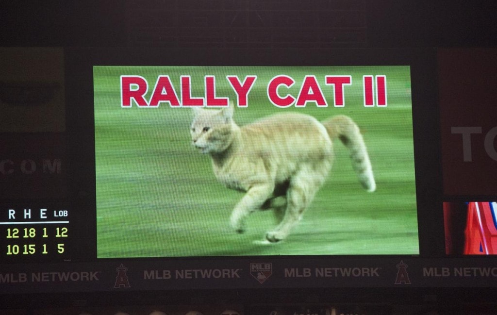 The Rally Cat is shown on the scoreboard during a bases loaded rally in the ninth inning during the Angels' 12-10 loss to the St. Louis Cardinals Thursday at Angel Stadium. //ADDITIONAL INFO: angels.0405.kjs --- Photo by KEVIN SULLIVAN / Orange County Register -- 5/12/16 The Los Angeles Angels take on the St. Louis Cardinals Thursday at Angel Stadium.