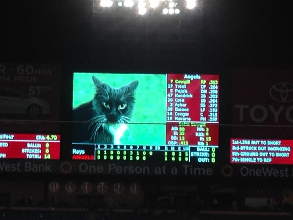 The Rally Cat appears on the right field scoreboard at Angel Stadium during the bottom of the ninth inning during an May 15, 2014 game between the Angels and the Tampa Bay Rays. The Angels had trailed, 5-2, to start the ninth inning before rallying to win the game, 6-5.