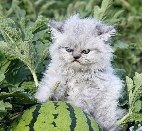 watermelon grumpy kitten