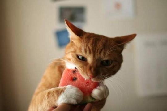 watermelon hungry kitty