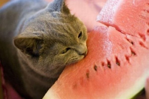 watermelon kittycate tumblr