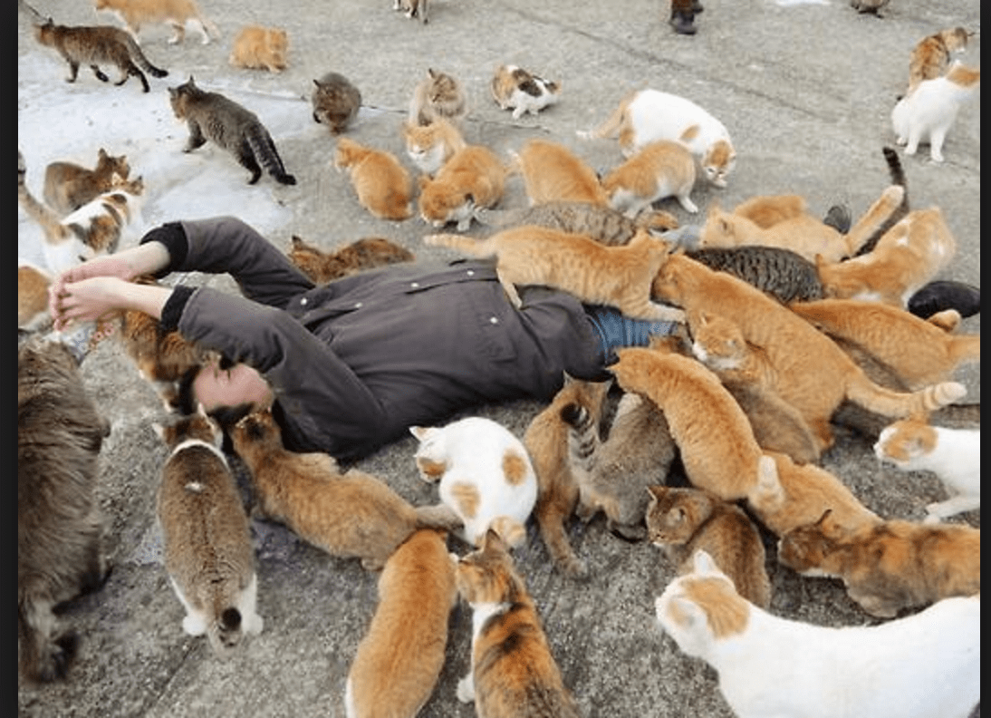 Tourists Flock to Japan's Cat Island In Record Numbers ...