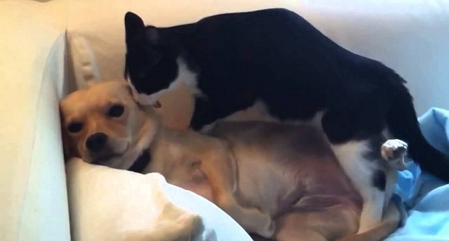 cat massaging dog