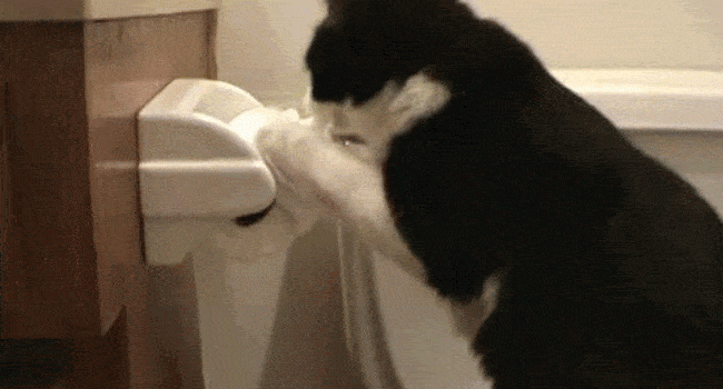 cat-toilet-paper-o