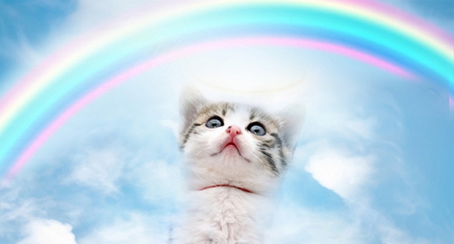 cat_rainbow_bridge_1200