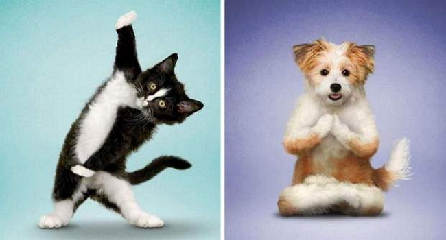 cats-dogs-doing-yoga-1