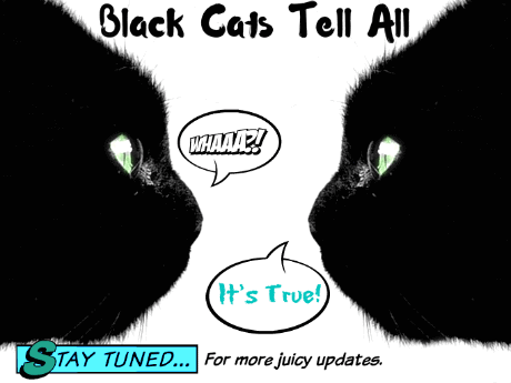 Black Cats Tell All