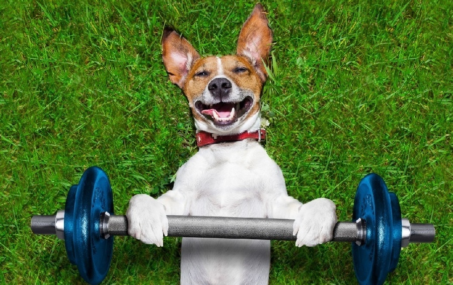 Dog-Fitness